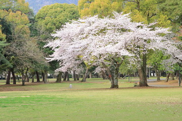 Wall Mural - 公園の桜