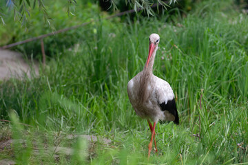 white stork in the grass