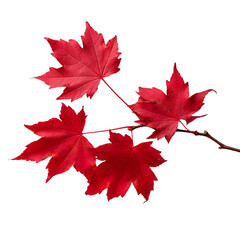 side view of maple branch foliage - maple leaves foliage