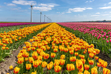 Field With Yellow And Red Triumph Tulips (variety ‘Striped Belona’) In Flevoland, Netherlands