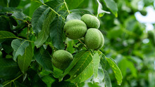 Walnuts In Green Peel On A Tree Branch. Walnuts In A Green Shell.