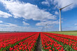 field with red and yellow triumph tulips (variety ‘Verandi’) in Flevoland, Netherlands
