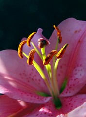 various pretty colorful lilies close up