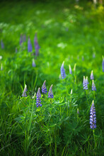 Purple Lupine Flowers Grow Among Green Grass