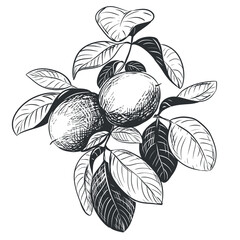 Walnuts are hand drawn. Vector illustration in engraving technique. A branch with fruits in a peel, leaves. Linear ink drawing. Ingredient for the Italian liqueur Nocino.
