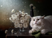 Still Life With Dandelions And A White Cat On A Dark Background