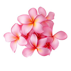 Canvas Print - A beautiful plumeria or frangipani or temple tree flower with delicate petals.