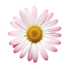 Wall Mural - Beautiful white chamomile with pink petals isolated on a white background.