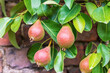 Espaliered pear tree branch with ripening pink pears trained to grow against old brick garden wall.