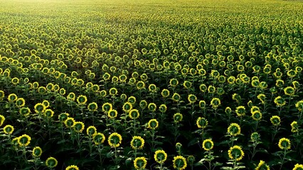 Wall Mural - Aerial 4K drone view of a big sunflower field during a summer sunrise. Agriculture and farm industry.