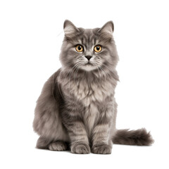 Wall Mural - Beautiful grey cat