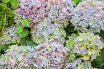 Wall Mural - Delicate hydrangea flowers. Many colors