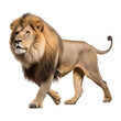 Male adult lion