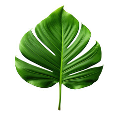 Sticker - Tropical Leaf