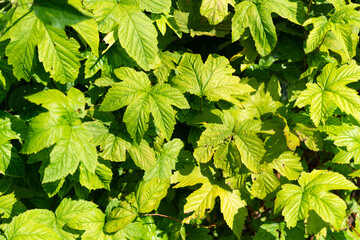 Canvas Print - green leaves background