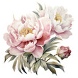 Fluffy pink peonies flowers illustration