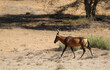 Red Hartebeest in the Kalahari (Kgalagadi), Northern Cape, South Africa