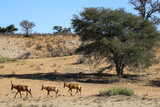 Fototapeta  - Red Hartebeest in the Kalahari (Kgalagadi), Northern Cape, South Africa