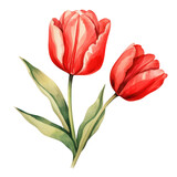 Fototapeta Tulipany - Red Tulip Flower