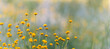 Background with yellow flowers of santolina (Santolina chamaecyparissus) in the field