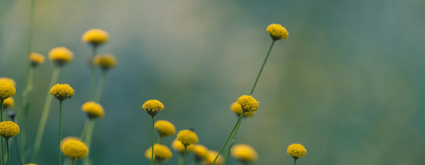 Background with yellow flowers of santolina (Santolina chamaecyparissus) in the field