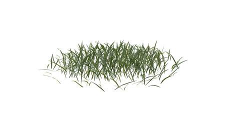 Wall Mural - bunches of grass on a transparent background. 3d rendering.