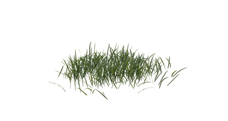 Wall Mural - bunches of grass on a transparent background. 3d rendering.