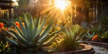 AI Generated. AI Generative. Nature Outdoor Plant Healthy Medicine Aloe Vera At House Garden Background. Graphic Art