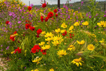 Wild Spring Flowers Near Loziscz On Brac Island In Croatia In May, Including Red Poppies, Yellow Daisies And Purple Malva