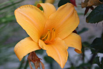 Poster - Yellow lily in the summer garden. Close-up of lily flowers.