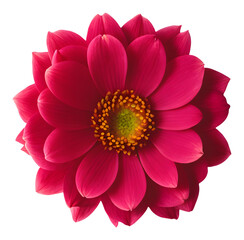 flower isolated on transparent background, extracted, png file