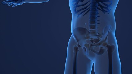 Human pelvis and cervical medical background
