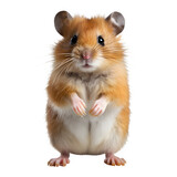 Fototapeta Zwierzęta - cute hamster isolated on transparent background ,generative ai