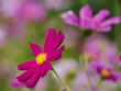 Garden cosmos, Mexican aster (Cosmos bipinnatus) - blooming flowers in summer