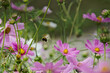 Garden cosmos, Mexican aster (Cosmos bipinnatus) - blooming flowers in summer