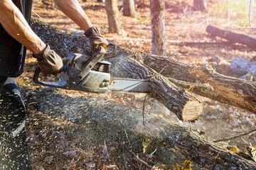 Poster - In aftermath of hurricane municipal worker is seen cutting down fallen trees in park.