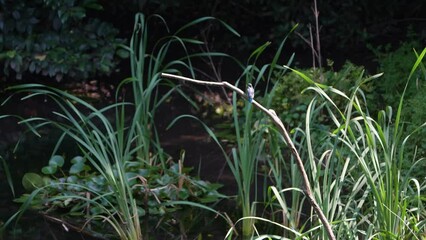 Sticker - common kingfisher in a forest