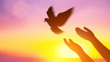 Silhouette Pigeon Flying Out Two Hands In Air Vibrant Sunlight Sunset Sunrise Background. Freedom Making Merit Concept. Nature Animal People Hope Pray Holy Faith. International Day Of Peace Theme.
