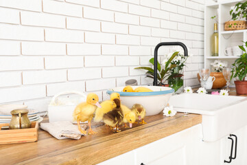 Sticker - Bowl with water and cute ducklings in kitchen