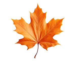 autumn maple leaf isolated on transparent background
