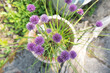 Pot of chives with flowers in garden