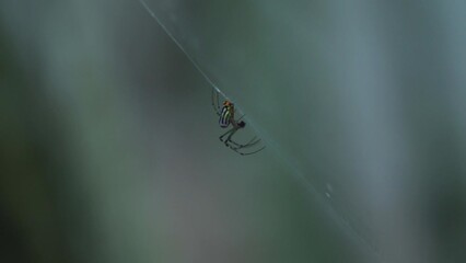 spider on web