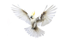 Image Of A Sulphur-crested Cockatoo With Spread Wings In Flight On A White Background. Wildlife. Bird. Illustration, Generative AI.