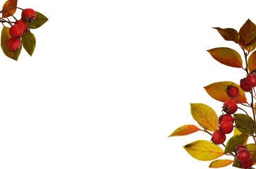 Wall Mural - autumn corner arrangements from twigs with ginger leaves and red berries isolated on white or transp
