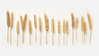 ears of golden wheat isolated on a white background.