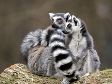 Two Female Ring-tailed Lemurs, Lemur Catta, Sit On A Log With Striped Tails