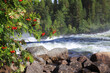 Ripe mountain-ash berries in front of the rapid Storforsen in the Swedish Pite river.