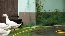 Domestic Geese Walk In The Yard In The Rain. Poultry, Flock Of White Geese