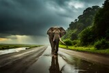 Fototapeta Perspektywa 3d - elephant walking in the rain