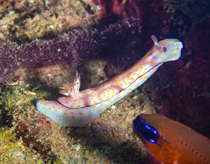 Wall Mural - Nudibranch